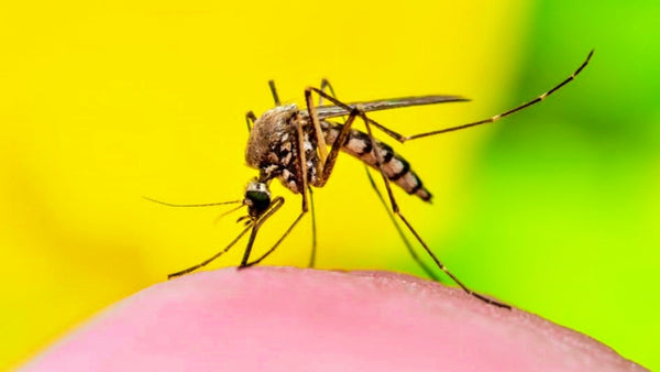 Aedes Aegypti Combata o Mosquito da Dengue